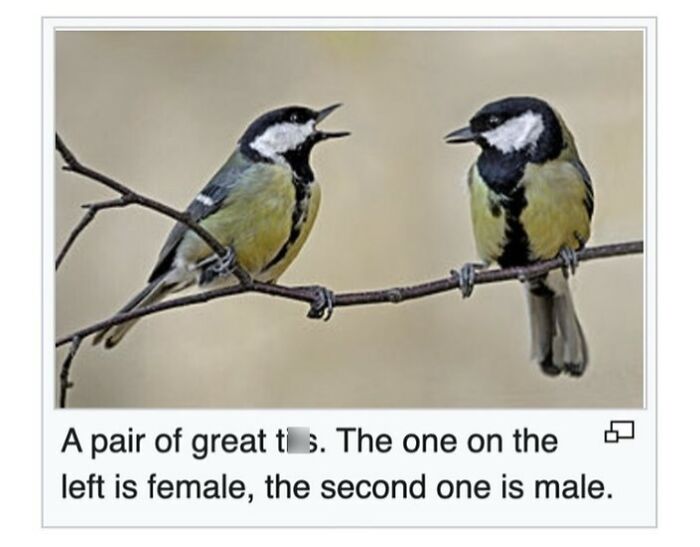 Wait, They Actually Dug Up THESE Wild Animal Facts From Wikipedia?!
