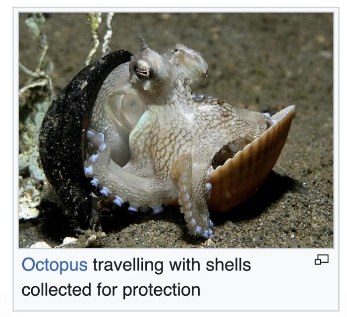 Wait, They Actually Dug Up THESE Wild Animal Facts From Wikipedia?!