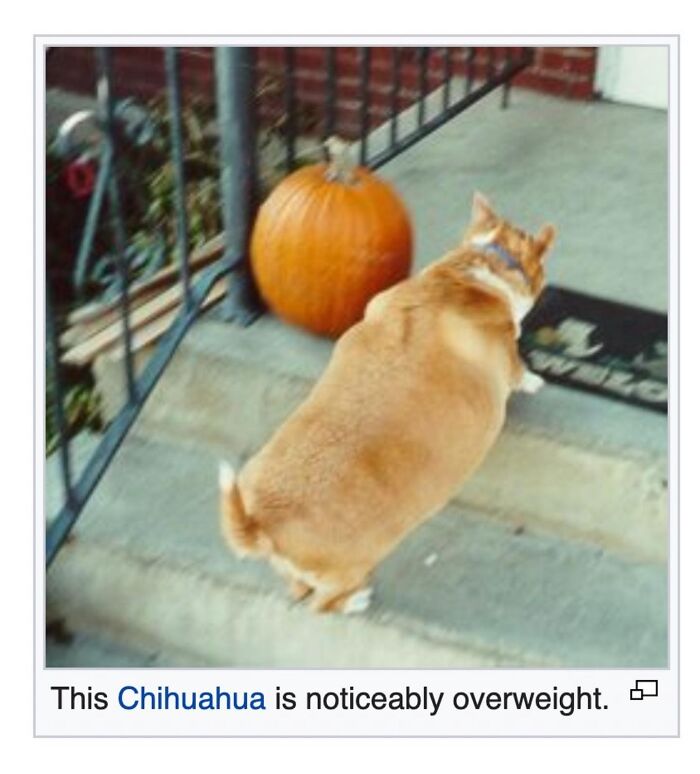 Wait, They Actually Dug Up THESE Wild Animal Facts From Wikipedia?!