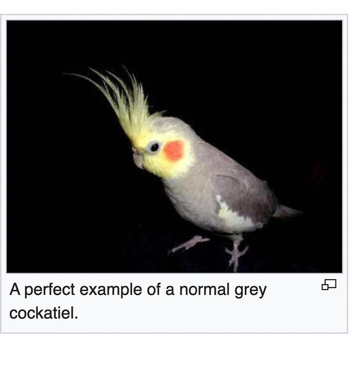 Wait, They Actually Dug Up THESE Wild Animal Facts From Wikipedia?!