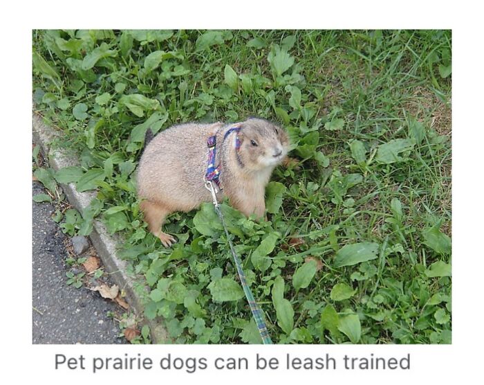 Wait, They Actually Dug Up THESE Wild Animal Facts From Wikipedia?!