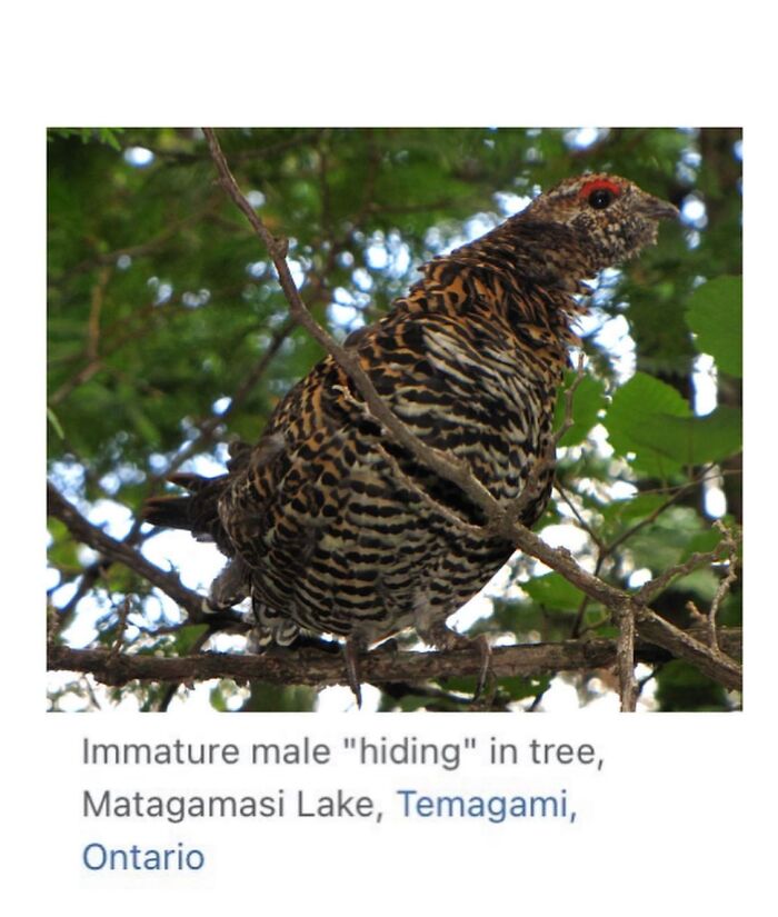 Wait, They Actually Dug Up THESE Wild Animal Facts From Wikipedia?!