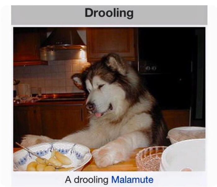 Wait, They Actually Dug Up THESE Wild Animal Facts From Wikipedia?!