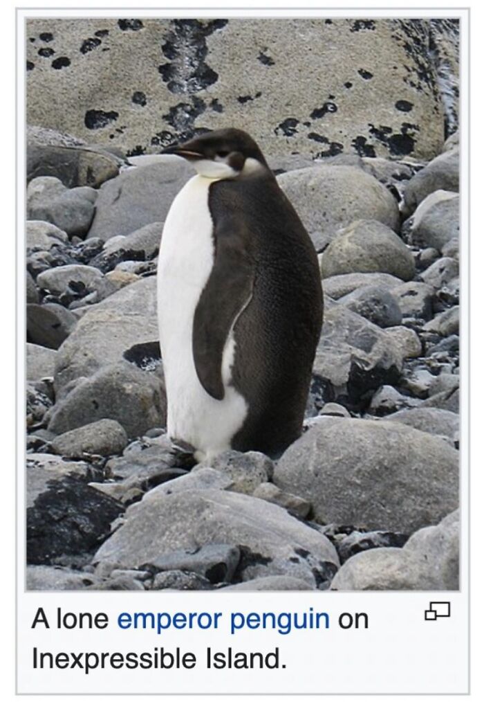 Wait, They Actually Dug Up THESE Wild Animal Facts From Wikipedia?!