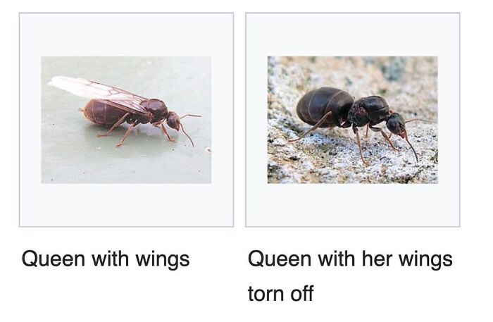 Wait, They Actually Dug Up THESE Wild Animal Facts From Wikipedia?!
