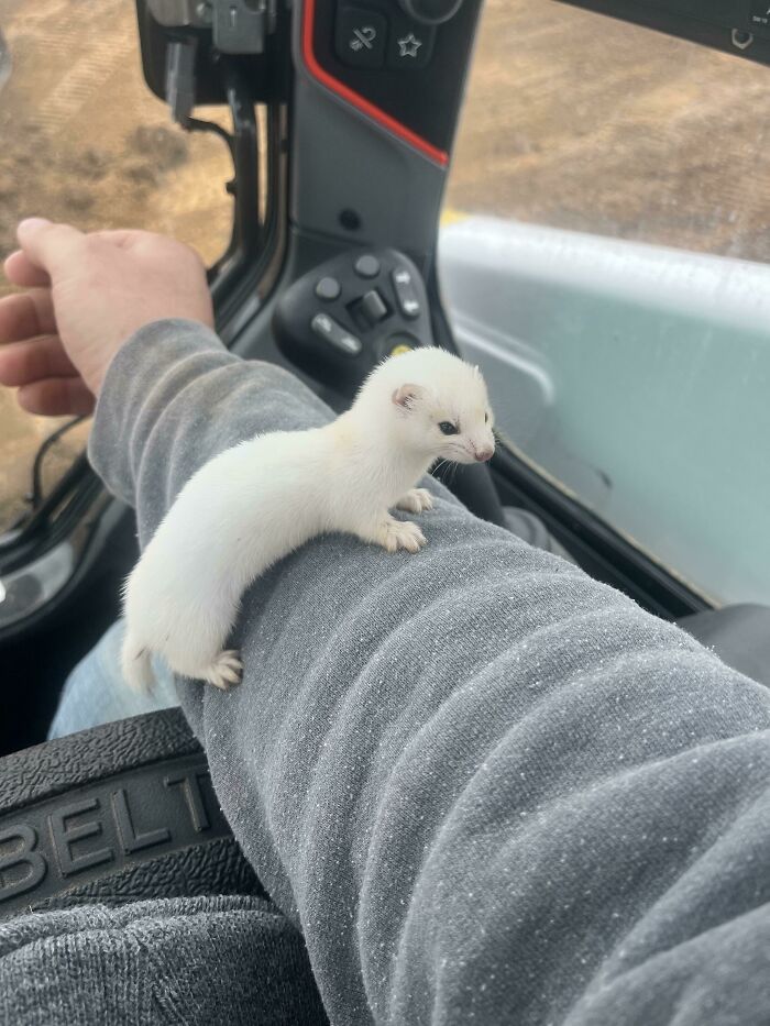 Found This Tiny Dude at Work and Set Him Free Outside