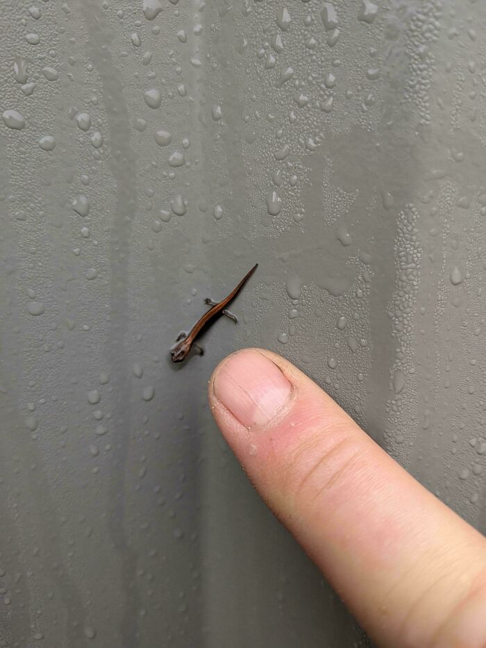 I Spotted a Tiny Salamander Just Chilling in the Morning Rain at Work
