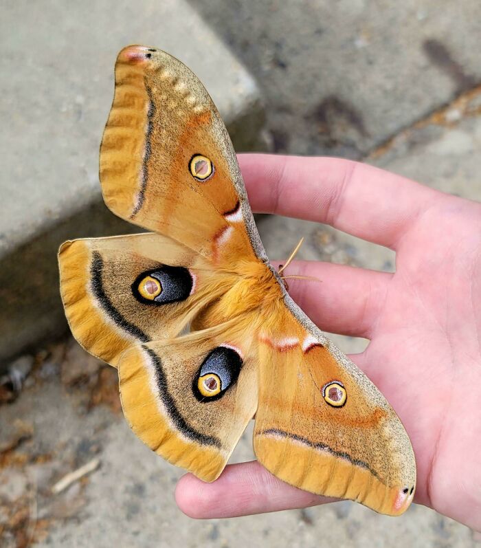 Check Out This Giant Silkworm Moth I Found at Work