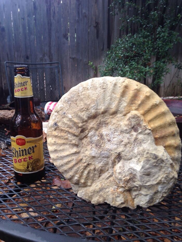 My Boyfriend Dug Up a Fossil (From Like, 66 Million Years Ago) at Work