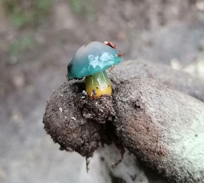 This Weird Mushroom I Found at Work Is Like Nothing I’ve Ever Seen
