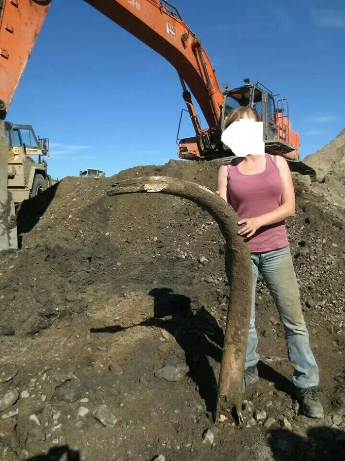 Buddy Found This Mammoth Tusk While Working Up North. Yep, It's Real!