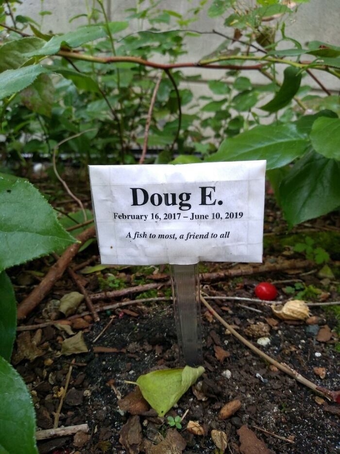 My Husband Found This Hidden Gem Behind Some Shrubs at His Office