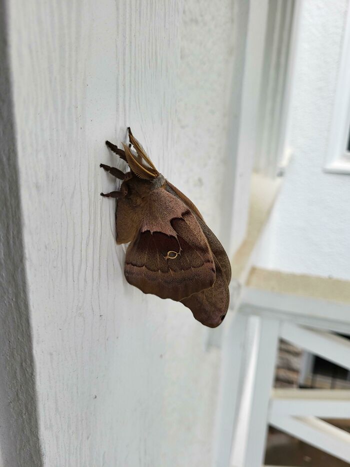 Spotted This Cool Moth at Work Today