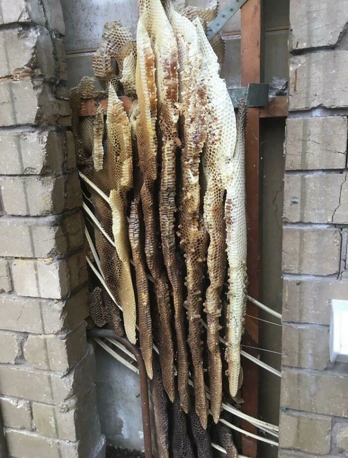 A Work Buddy Found This Behind a Hot Water Heater Today—What Even Is It?