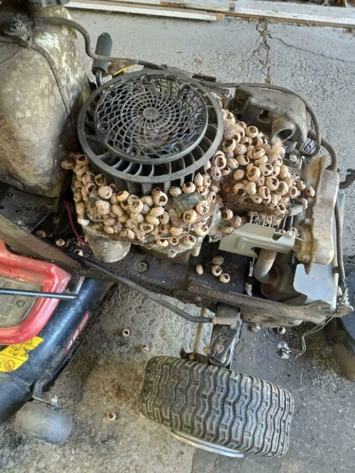 What My Dad Found Inside Someone’s Lawn Mower—Gross But Cool
