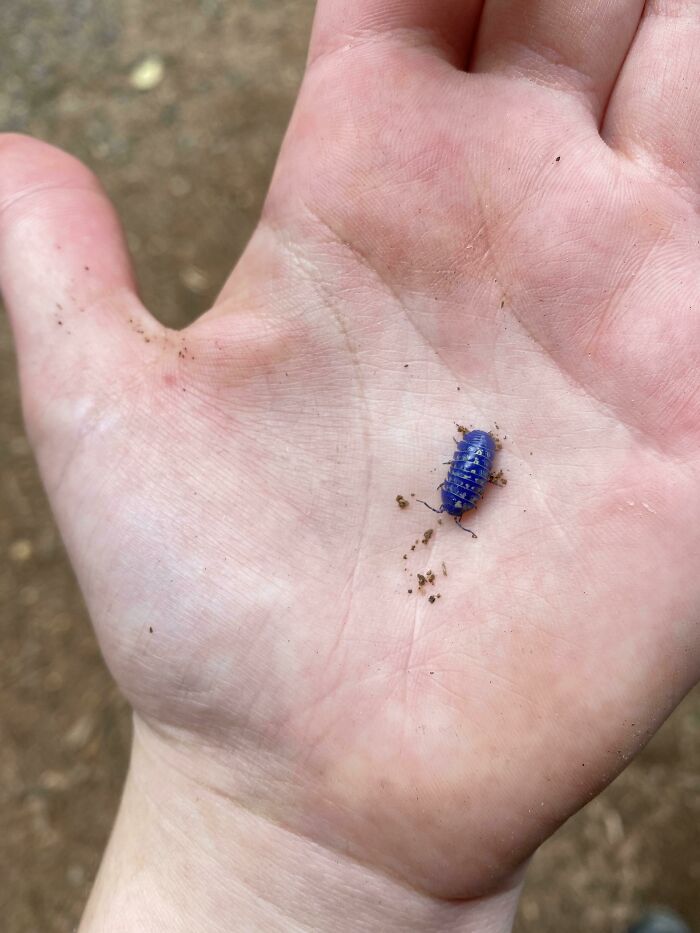 Found an Infected Roly-Poly at Work—Sci-Fi or Nature?