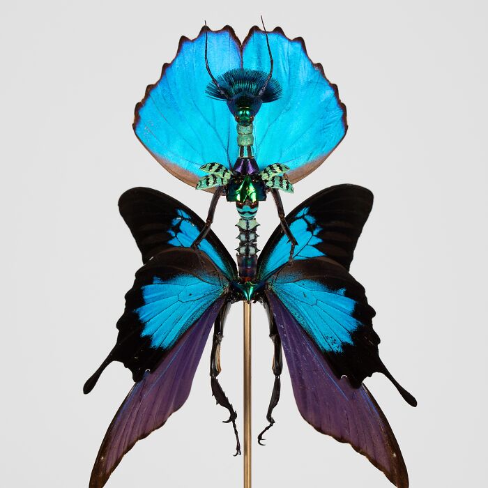 Wait, These Fairy Sculptures Are Made From Dead Bugs?!