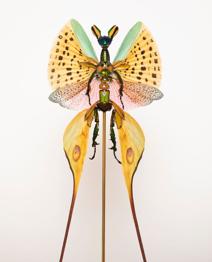 Wait, These Fairy Sculptures Are Made From Dead Bugs?!
