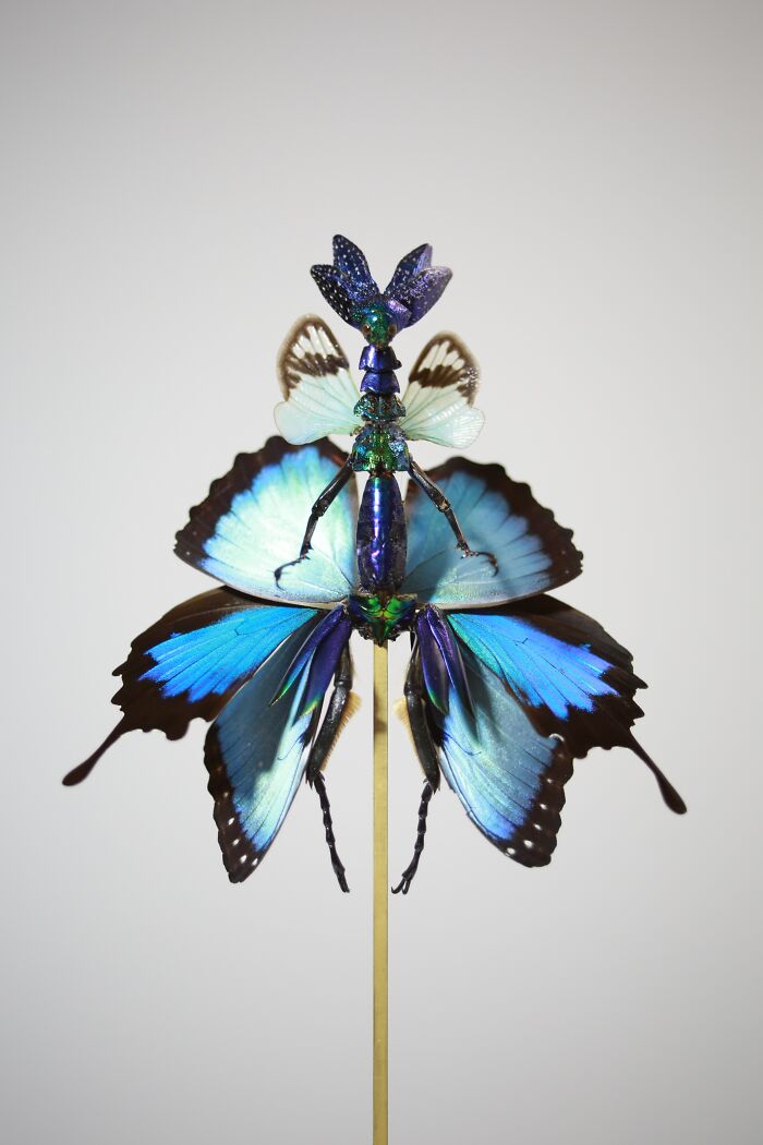 Wait, These Fairy Sculptures Are Made From Dead Bugs?!