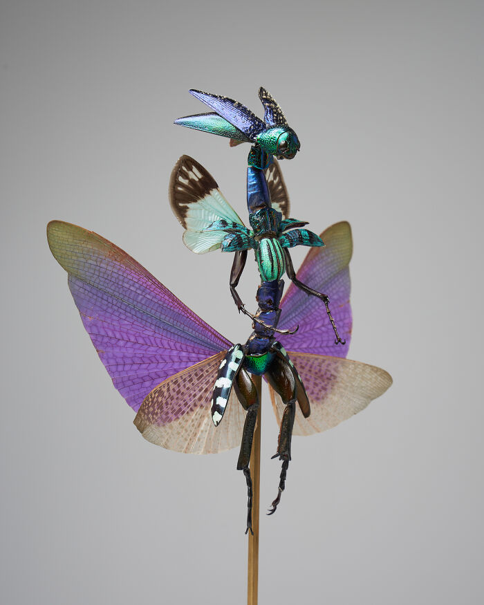 Wait, These Fairy Sculptures Are Made From Dead Bugs?!