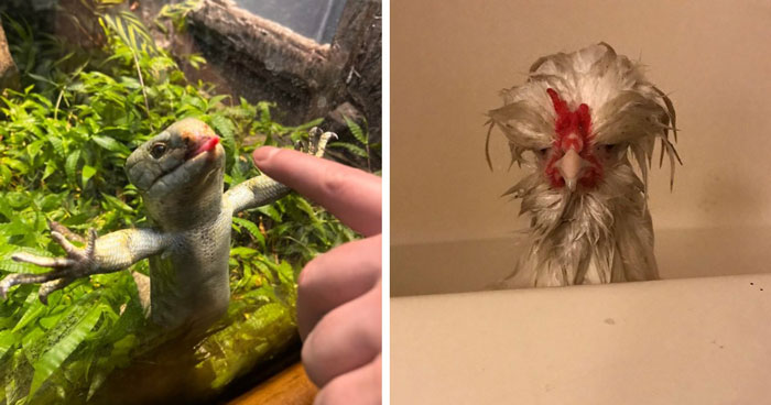99 Animal Faces That Are Basically Comedy Gold