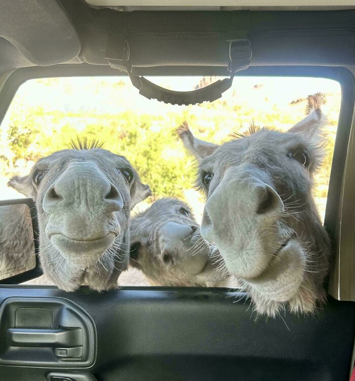 Donkeys Throwing Side-Eye in Oatman, AZ