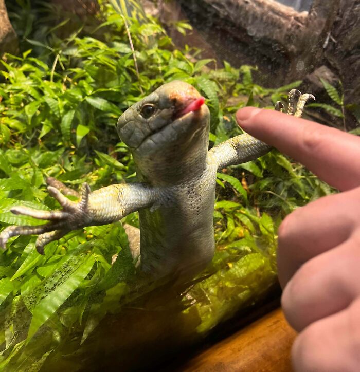 Skink Doing the Most Majestic T-Pose Ever