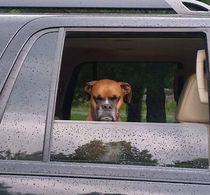 This Dog’s "Leaving the Park Early? Really?" Face