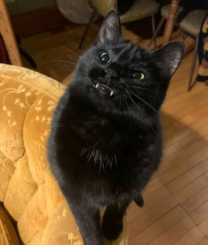 Anger Teefs: The Fierce Is Real