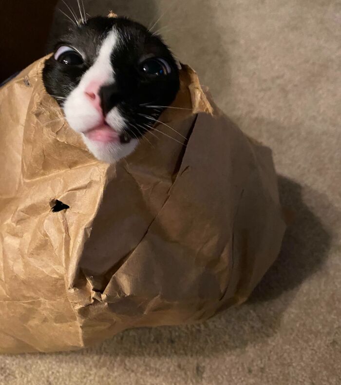 Pluto, The Paper Bag’s #1 Fan