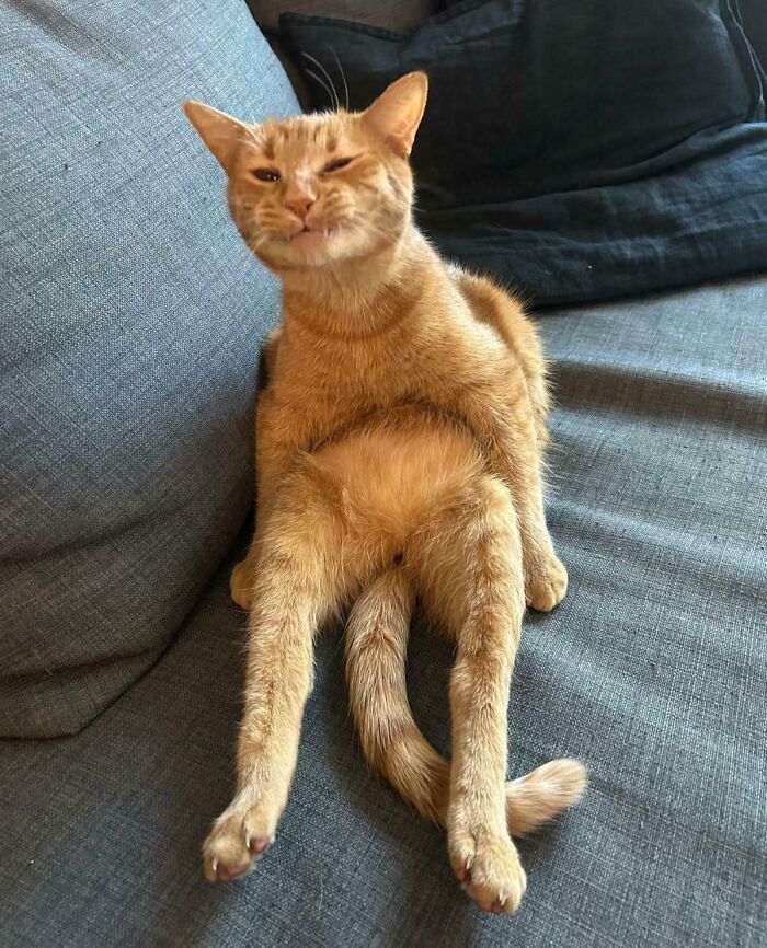 Update Alert: This Foster Cat’s Going Full Adorable Mode