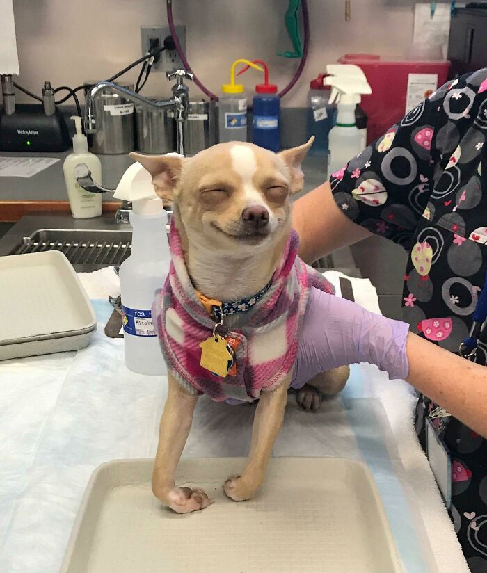 99 Animal Faces That Are Basically Comedy Gold