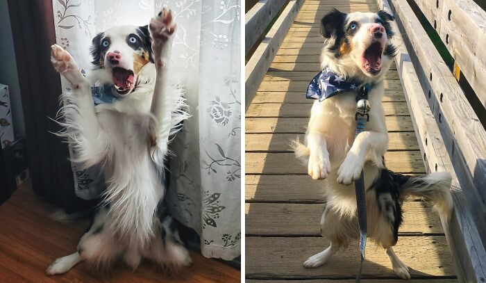 99 Animal Faces That Are Basically Comedy Gold