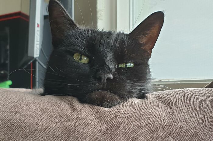 99 Animal Faces That Are Basically Comedy Gold