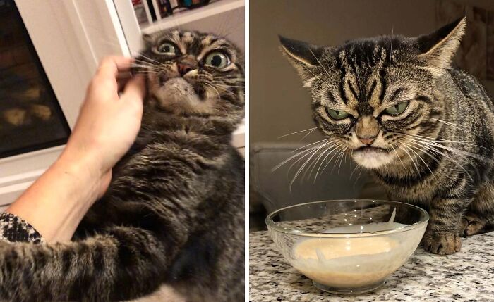 99 Animal Faces That Are Basically Comedy Gold