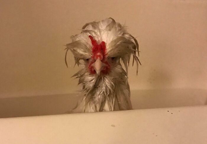 99 Animal Faces That Are Basically Comedy Gold
