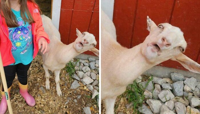 99 Animal Faces That Are Basically Comedy Gold