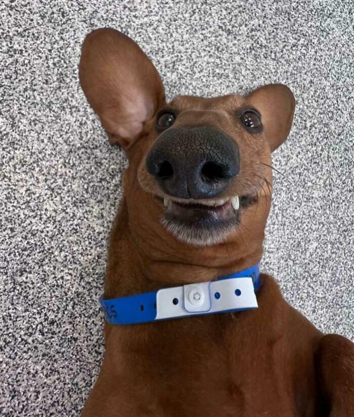 99 Animal Faces That Are Basically Comedy Gold