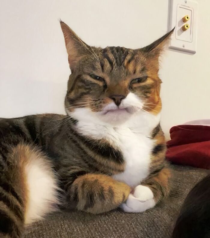 99 Animal Faces That Are Basically Comedy Gold