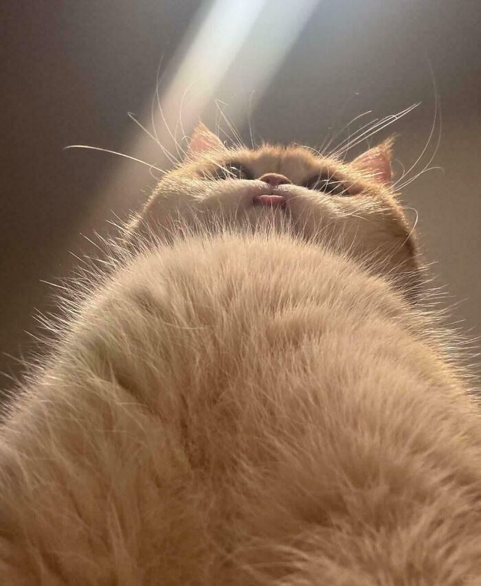 99 Animal Faces That Are Basically Comedy Gold