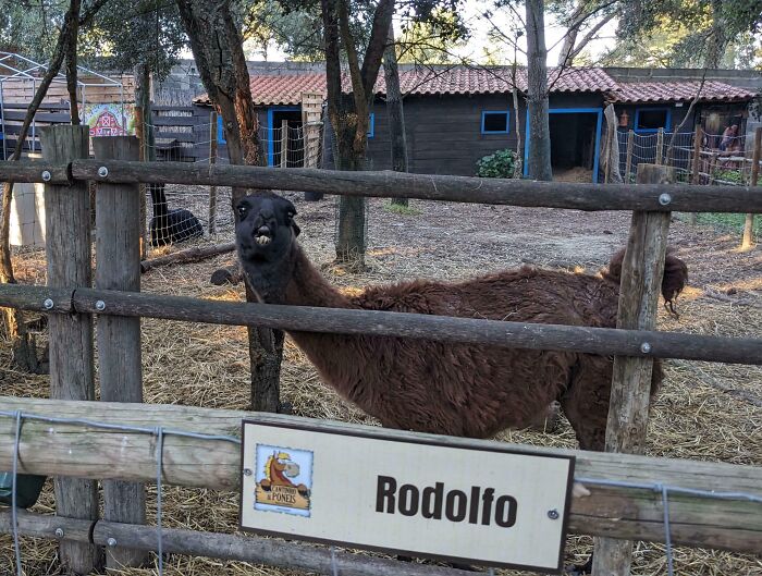 99 Animal Faces That Are Basically Comedy Gold