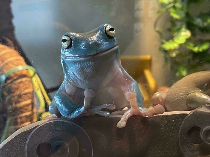 99 Animal Faces That Are Basically Comedy Gold