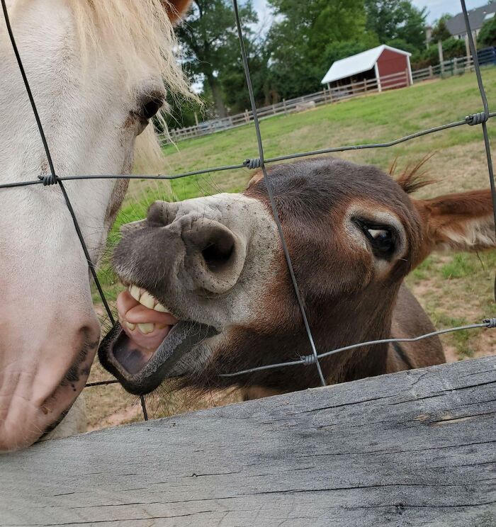 99 Animal Faces That Are Basically Comedy Gold