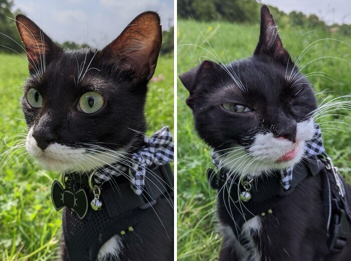 99 Animal Faces That Are Basically Comedy Gold