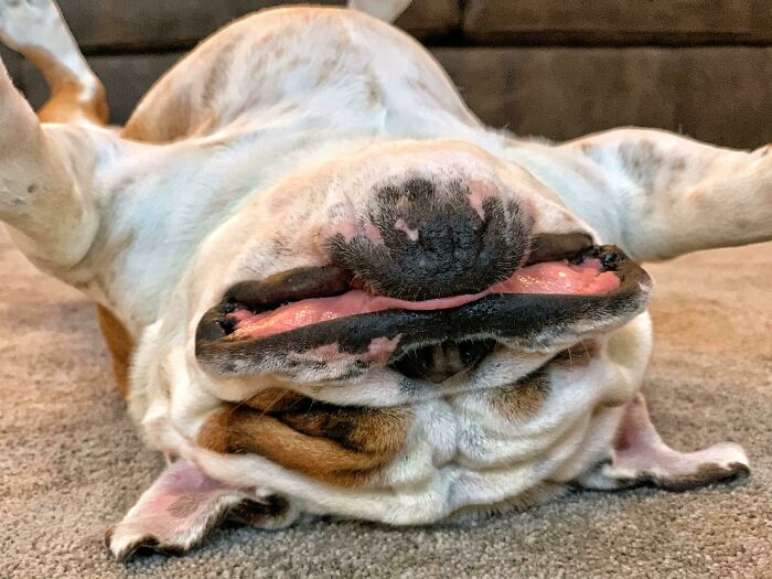 99 Animal Faces That Are Basically Comedy Gold
