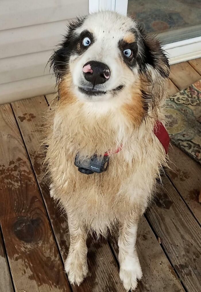 99 Animal Faces That Are Basically Comedy Gold