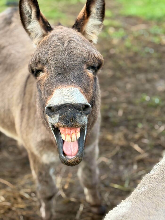 99 Animal Faces That Are Basically Comedy Gold