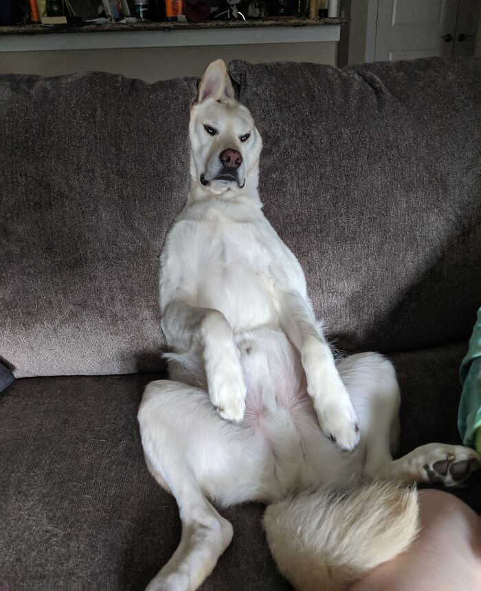 99 Animal Faces That Are Basically Comedy Gold