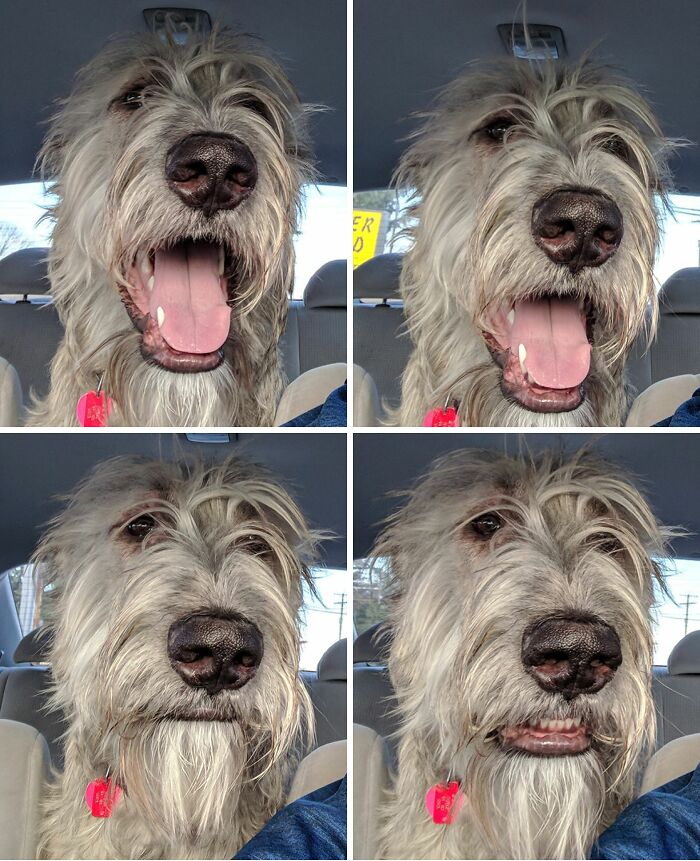 99 Animal Faces That Are Basically Comedy Gold