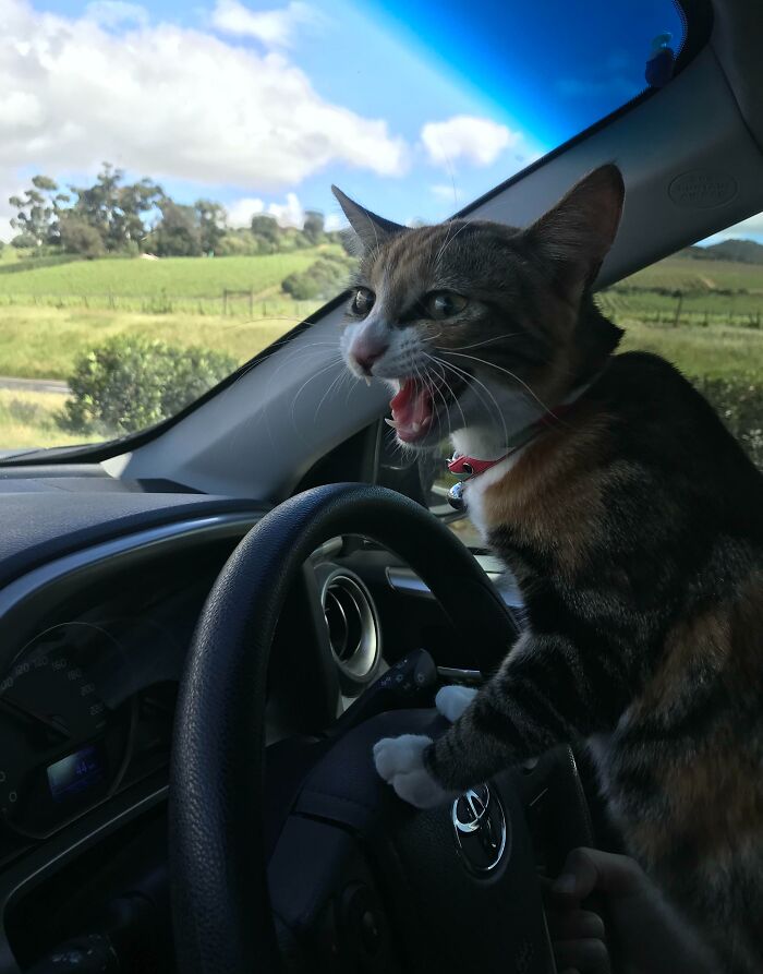 99 Animal Faces That Are Basically Comedy Gold